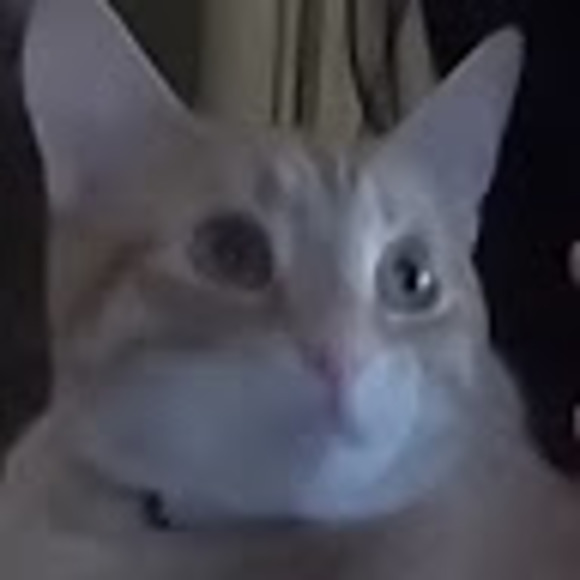 Meet your Posher, Nevaeh - Picture 1 of 1